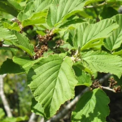 Arnold Promise Witch Hazel - 3 Gallon Pot -Green Garden Outdoor Shop hamamelis intermedia arnolds promise witch hazel 8