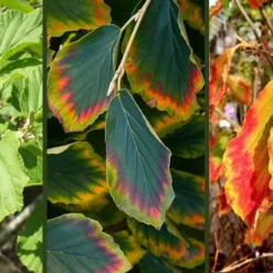 Arnold Promise Witch Hazel - 3 Gallon Pot -Green Garden Outdoor Shop hamamelis intermedia arnolds promise witch hazel 9