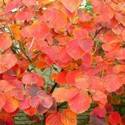 Diane Red Witch Hazel (Hamamelis X Intermedia) - 7 Gallon Pot 17 Diane Red Witch Hazel (Hamamelis X Intermedia) - 7 Gallon Pot -Green Garden Outdoor Shop hamamelis intermedia diane witch hazel 10