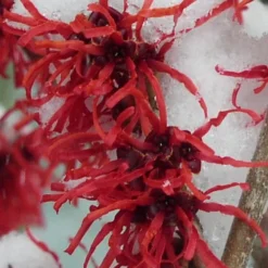 Diane Red Witch Hazel (Hamamelis X Intermedia) - 7 Gallon Pot 19 Diane Red Witch Hazel (Hamamelis X Intermedia) - 7 Gallon Pot -Green Garden Outdoor Shop hamamelis intermedia diane witch hazel 11