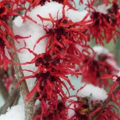 Diane Red Witch Hazel (Hamamelis X Intermedia) - 7 Gallon Pot