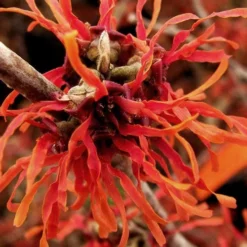 Diane Red Witch Hazel (Hamamelis X Intermedia) - 7 Gallon Pot 21 Diane Red Witch Hazel (Hamamelis X Intermedia) - 7 Gallon Pot -Green Garden Outdoor Shop hamamelis intermedia diane witch hazel 2