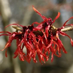 Diane Red Witch Hazel (Hamamelis X Intermedia) - 7 Gallon Pot 16 Diane Red Witch Hazel (Hamamelis X Intermedia) - 7 Gallon Pot -Green Garden Outdoor Shop hamamelis intermedia diane witch hazel 4