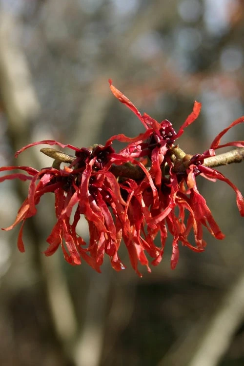 Diane Red Witch Hazel (Hamamelis X Intermedia) - 7 Gallon Pot 6 Diane Red Witch Hazel (Hamamelis X Intermedia) - 7 Gallon Pot - Image 6