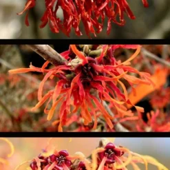 Diane Red Witch Hazel (Hamamelis X Intermedia) - 7 Gallon Pot 14 Diane Red Witch Hazel (Hamamelis X Intermedia) - 7 Gallon Pot -Green Garden Outdoor Shop hamamelis intermedia diane witch hazel 5
