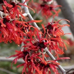 Diane Red Witch Hazel (Hamamelis X Intermedia) - 7 Gallon Pot 20 Diane Red Witch Hazel (Hamamelis X Intermedia) - 7 Gallon Pot -Green Garden Outdoor Shop hamamelis intermedia diane witch hazel 6