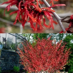 Diane Red Witch Hazel (Hamamelis X Intermedia) - 7 Gallon Pot 15 Diane Red Witch Hazel (Hamamelis X Intermedia) - 7 Gallon Pot -Green Garden Outdoor Shop hamamelis intermedia diane witch hazel 8