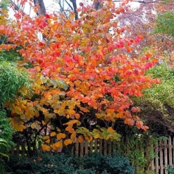 Diane Red Witch Hazel (Hamamelis X Intermedia) - 7 Gallon Pot 18 Diane Red Witch Hazel (Hamamelis X Intermedia) - 7 Gallon Pot -Green Garden Outdoor Shop hamamelis intermedia diane witch hazel 9