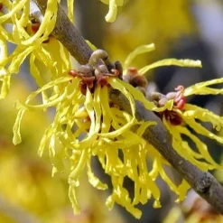 Little Prospect Golden American Witch Hazel (Hamamelis Virginiana) - 5 Gallon Pot -Green Garden Outdoor Shop hamamelis virginiana little prospect golden variegated witch hazel 11