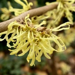 Little Prospect Golden American Witch Hazel (Hamamelis Virginiana) - 5 Gallon Pot -Green Garden Outdoor Shop hamamelis virginiana little prospect golden variegated witch hazel 12