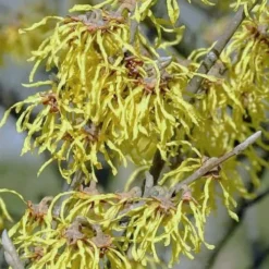 Little Prospect Golden American Witch Hazel (Hamamelis Virginiana) - 5 Gallon Pot -Green Garden Outdoor Shop hamamelis virginiana little prospect golden variegated witch hazel 14
