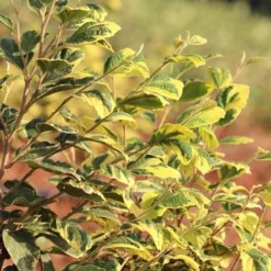 Little Prospect Golden American Witch Hazel (Hamamelis Virginiana) - 5 Gallon Pot -Green Garden Outdoor Shop hamamelis virginiana little prospect golden variegated witch hazel 5