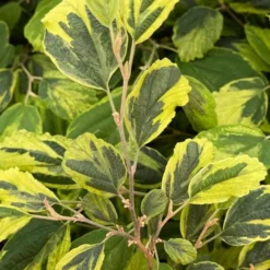 Little Prospect Golden American Witch Hazel (Hamamelis Virginiana) - 5 Gallon Pot -Green Garden Outdoor Shop hamamelis virginiana little prospect golden variegated witch hazel 9