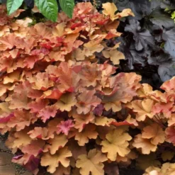 Caramel Heuchera (Villosa Hybrid) - 1 Gallon Pot -Green Garden Outdoor Shop heuchera caramel 20