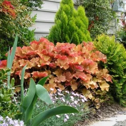 Caramel Heuchera (Villosa Hybrid) - 1 Gallon Pot -Green Garden Outdoor Shop heuchera caramel 21