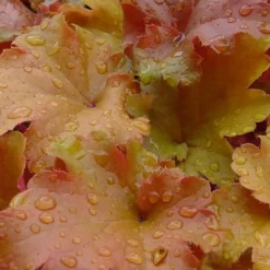 Caramel Heuchera (Villosa Hybrid) - 1 Gallon Pot -Green Garden Outdoor Shop heuchera caramel 500x750 1