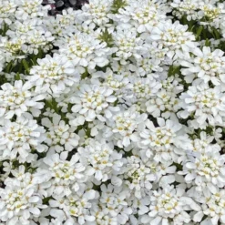Snowsation Candytuft - 1 Gallon Pot -Green Garden Outdoor Shop iberis snowsation candytuft 2