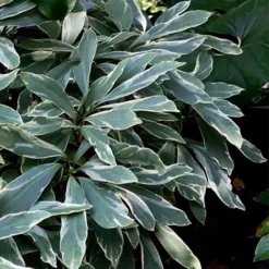 Grey Ghost Florida Anise - 3 Gallon Pot -Green Garden Outdoor Shop illicium floridanum grey ghost anise 1