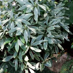 Grey Ghost Florida Anise - 3 Gallon Pot -Green Garden Outdoor Shop illicium floridanum grey ghost anise 2