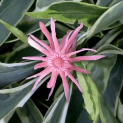 Grey Ghost Florida Anise - 3 Gallon Pot