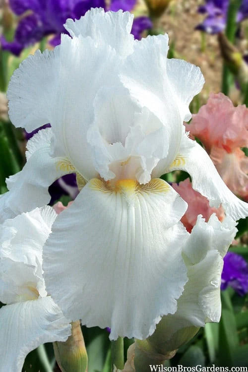 Immortality Tall Bearded Iris (Reblooming) - 1 Gallon Pot 1 Immortality Tall Bearded Iris (Reblooming) - 1 Gallon Pot