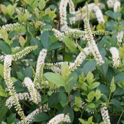 Scentlandia Sweetspire (Itea Virginica) - 3 Gallon Pot -Green Garden Outdoor Shop itea virginica scentlandia virginia sweetspire 2