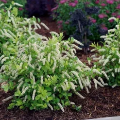 Scentlandia Sweetspire (Itea Virginica) - 3 Gallon Pot -Green Garden Outdoor Shop itea virginica scentlandia virginia sweetspire 5