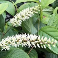 Scentlandia Sweetspire (Itea Virginica) - 3 Gallon Pot -Green Garden Outdoor Shop itea virginica scentlandia virginia sweetspire 6