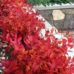 Scentlandia Sweetspire (Itea Virginica) - 3 Gallon Pot -Green Garden Outdoor Shop itea virginica scentlandia virginia sweetspire 7