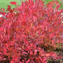 Virginia Sweetspire (Itea Virginica) - 3 Gallon Pot -Green Garden Outdoor Shop itea virginica virginia sweetspire 14 1