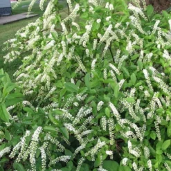 Virginia Sweetspire (Itea Virginica) - 3 Gallon Pot -Green Garden Outdoor Shop itea virginica virginia sweetspire 2 1