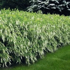 Virginia Sweetspire (Itea Virginica) - 1 Gallon Pot -Green Garden Outdoor Shop itea virginica virginia sweetspire 5