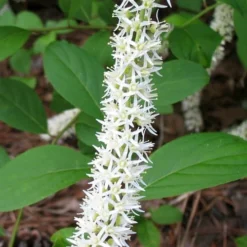 Virginia Sweetspire (Itea Virginica) - 1 Gallon Pot -Green Garden Outdoor Shop itea virginica virginia sweetspire 7