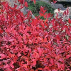 Virginia Sweetspire (Itea Virginica) - 1 Gallon Pot -Green Garden Outdoor Shop itea virginica virginia sweetspire 8