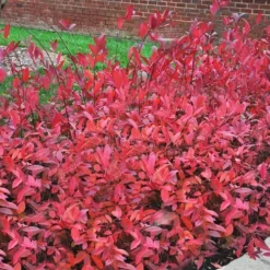 Virginia Sweetspire (Itea Virginica) - 3 Gallon Pot -Green Garden Outdoor Shop itea virginica virginia sweetspire 9 1