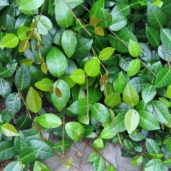 Asian Jasmine (Trachelospermum Asiaticum) - 72 Pack Of 3.5" Pint Pots -Green Garden Outdoor Shop jasmine asian 10