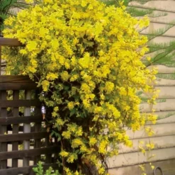 Carolina Yellow Jasmine (Jessamine) Gelsemium Sempervirens - 1 Gallon Pot -Green Garden Outdoor Shop jasmine carolina 21
