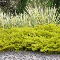 All Gold Golden Pacific Juniper - 1 Gallon Pot -Green Garden Outdoor Shop juniperus conferta all gold pacific shore juniper 21