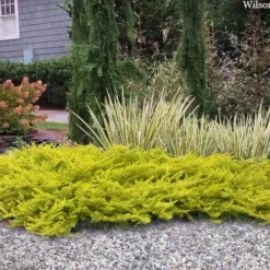 All Gold Golden Pacific Juniper - 1 Gallon Pot -Green Garden Outdoor Shop juniperus conferta all gold pacific shore juniper 22