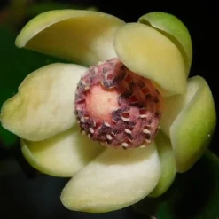 Chirifu Evergreen Magnolia Vine (Kadsura Japonica) - 2 Gallon Pot -Green Garden Outdoor Shop kadsura japonica chirfu variegated evergreen magnolia vine 3