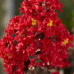 Black Diamond Best Red Crape Myrtle (Single Trunk Tree) - 7 Gallon Pot -Green Garden Outdoor Shop lagerstroemia black diamond best red crape myrtle tree 2 1