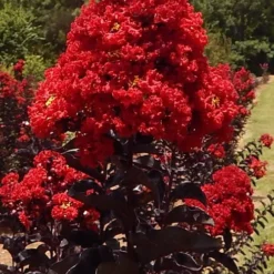 Black Diamond Best Red Crape Myrtle (Single Trunk Tree) - 7 Gallon Pot -Green Garden Outdoor Shop lagerstroemia black diamond best red crape myrtle tree 3 1