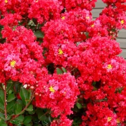 Enduring Summer Red Crape Myrtle Tree (Single Trunk) - 7 Gallon Pot -Green Garden Outdoor Shop lagerstroemia enduring summer red crape myrtle single trunk tree 1