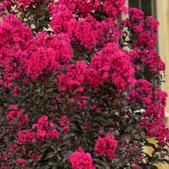 Black Diamond 'Mystic Magenta' Crape Myrtle - 7 Gallon Pot -Green Garden Outdoor Shop lagerstroemia indica black diamond mystic magenta crape myrtle 1 1
