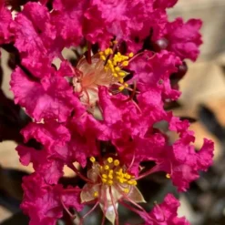 Black Diamond 'Mystic Magenta' Crape Myrtle - 3 Gallon Pot -Green Garden Outdoor Shop lagerstroemia indica black diamond mystic magenta crape myrtle 3 2