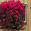 Black Diamond 'Mystic Magenta' Crape Myrtle - 7 Gallon Pot