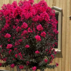 Black Diamond 'Mystic Magenta' Crape Myrtle - 2 Gallon Pot