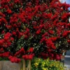 Dynamite Red Crape Myrtle - 7 Gallon Pot (5-6')