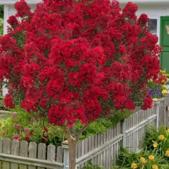 Miss Frances Red Crape Myrtle (Single Trunk Topiary Tree) - 5 Gallon Pot