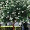Natchez White Crape Myrtle Tree (Single Trunk) - 5 Gallon Pot